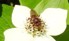 Myopa clausa