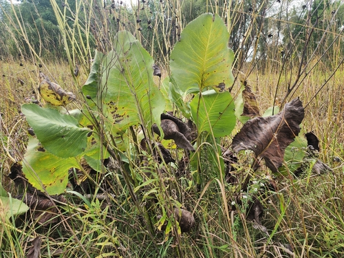 Silphium terebinthinaceum