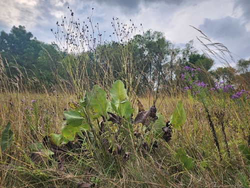 Silphium terebinthinaceum