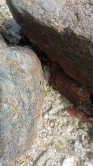 Cryptoblepharus litoralis