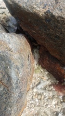 Cryptoblepharus litoralis