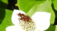 Myopa clausa