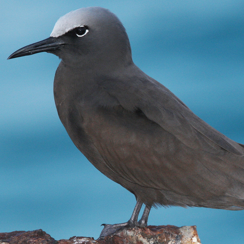 Anous stolidus observed 2008-03-23