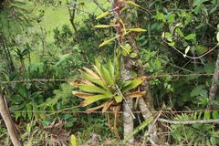Tillandsia fendleri