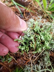Cladonia turgida