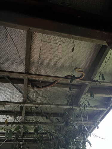 Brown Tree Snake sighting