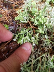 Cladonia turgida