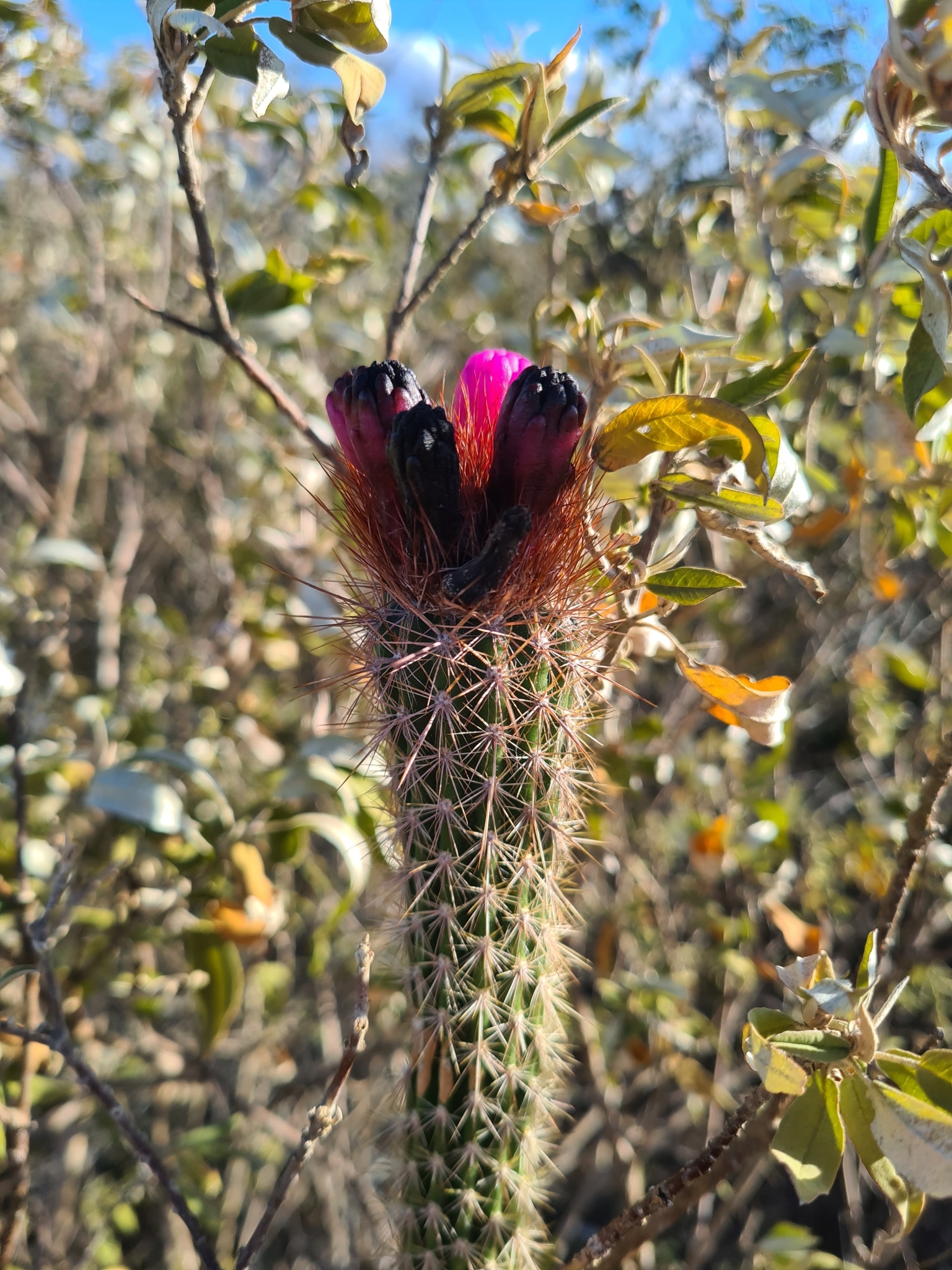 Arrojadoa rhodantha