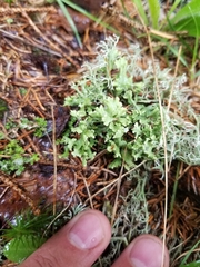 Cladonia turgida