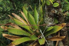 Tillandsia fendleri