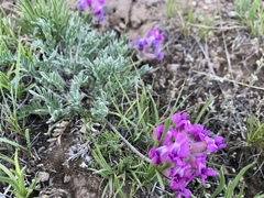 Oxytropis lagopus