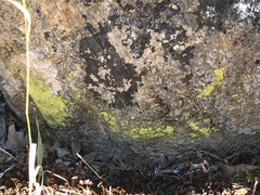 Flavoplaca citrina