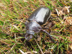 Sphaenognathus armatus