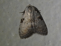 Meganola leucostola
