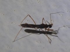 Saicinae