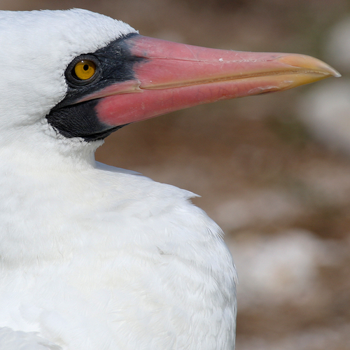 Sula dactylatra observed 2008-03-12