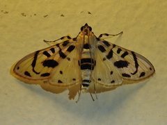 Image of Azochis curvilinealis