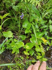 Viola nephrophylla