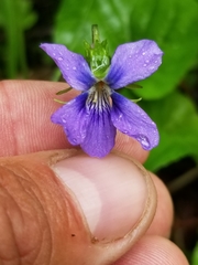 Viola nephrophylla