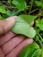 Viola nephrophylla