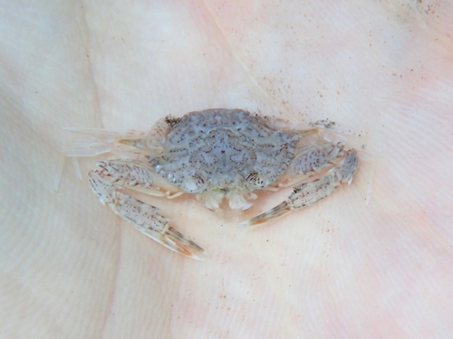 Lancer swimming crab, lancer swimcrab