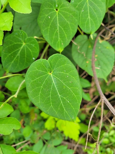 Polystemma guatemalense