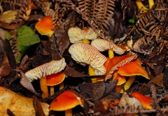 Hygrocybe xanthopoda