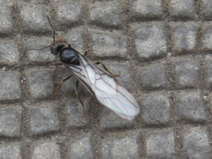 Formicinae