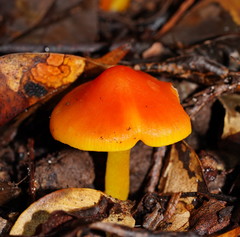 Hygrocybe xanthopoda