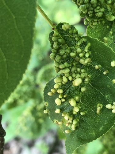 Plum Finger Gall Mite