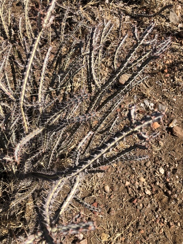 Limpopo Euphorbia