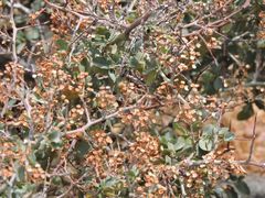 Ceanothus leucodermis