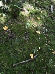 Cantharellus flavolateritius