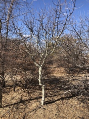 Commiphora tenuipetiolata