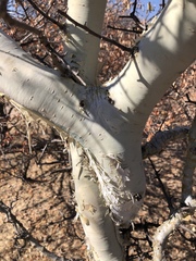 Commiphora tenuipetiolata