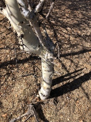 Commiphora tenuipetiolata