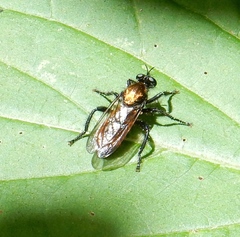 Laphria sericea