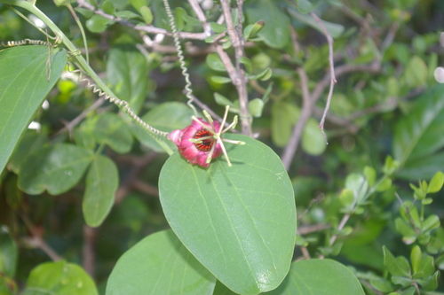 Image of Passiflora cupraea by no rights reserved