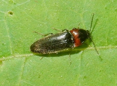Ampedus rubricus