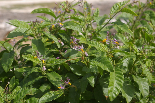 Image of Solanum bahamense by no rights reserved