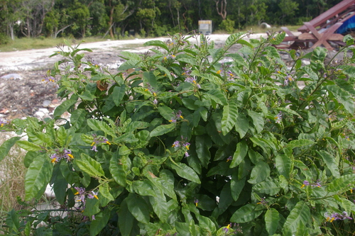 Image of Solanum bahamense by no rights reserved