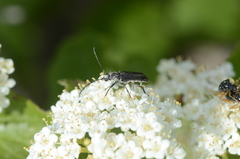 Trachysida mutabilis