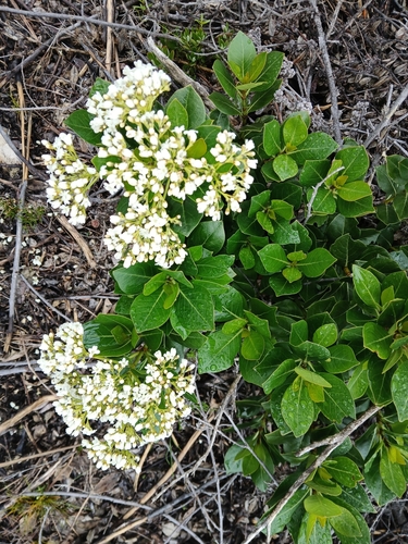 Image of Logania vaginalis by (c) naturewatchwidow, some rights reserved (CC BY)