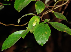Fieldia australis