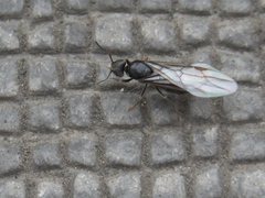 Formicinae