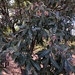 Terminalia sericea - Photo (c) Troos van der Merwe, algunos derechos reservados (CC BY-NC), subido por Troos van der Merwe