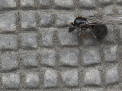 Formicinae
