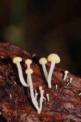 Vibrissea dura
