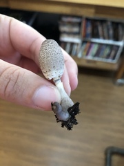 Coprinellus flocculosus