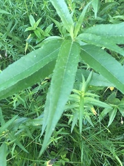 Veronicastrum virginicum